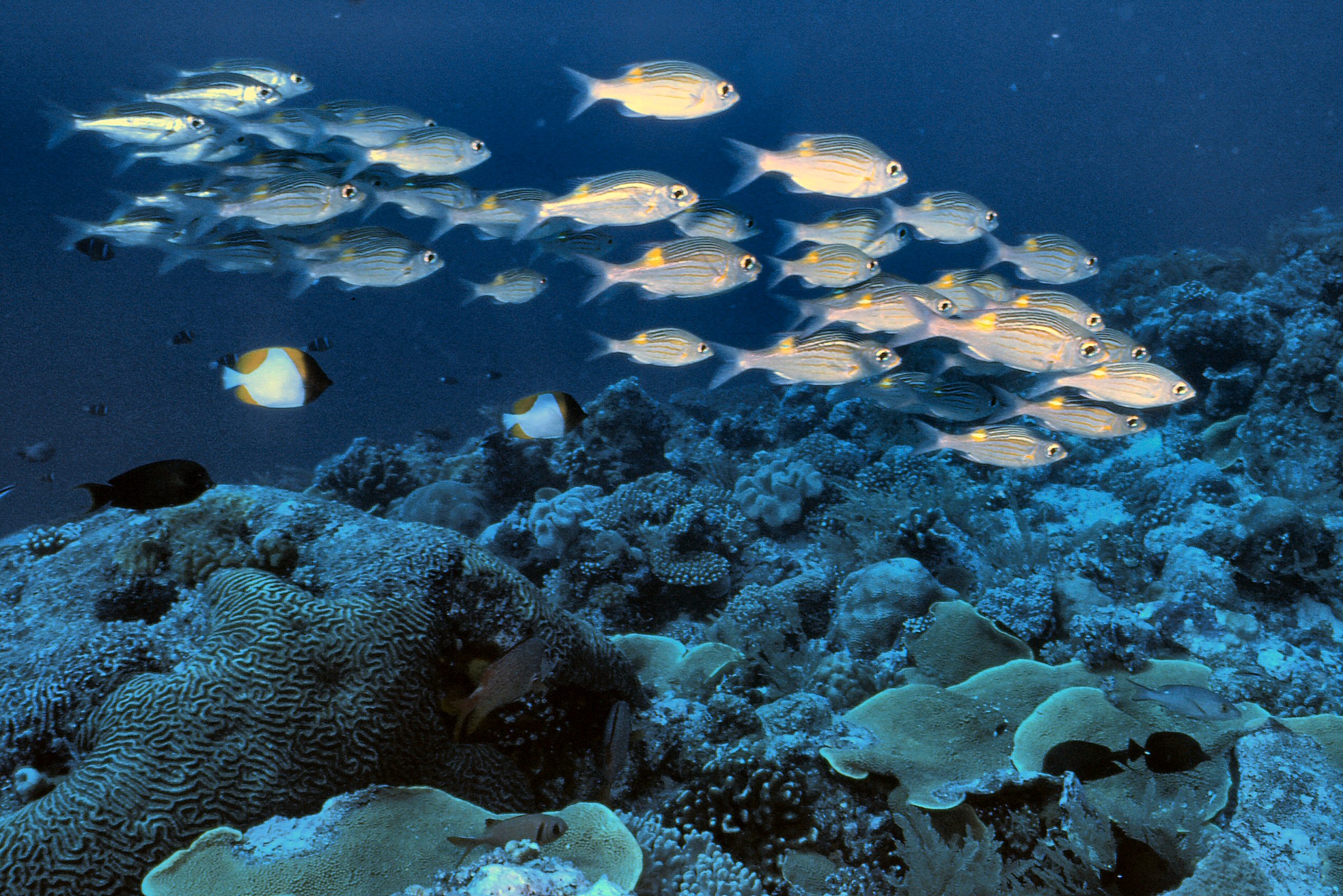 Palau   Scholl Of Grunts